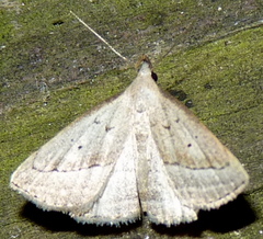 Macrochilo hypocritalis