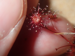 Drosera radicans