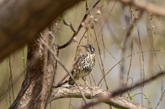 Turdus litsitsirupa