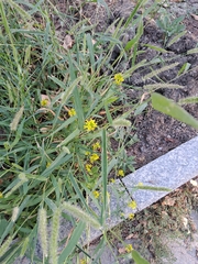 Paniceae