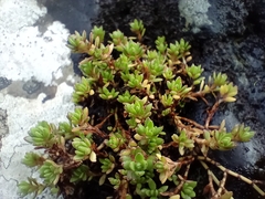 Crassula moschata