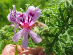 Pelargonium radens