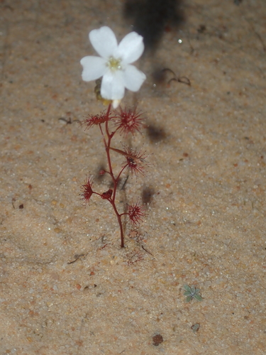 Drosera radicans