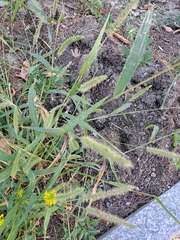 Paniceae
