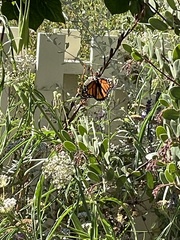 Danaus plexippus