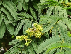 Bembix