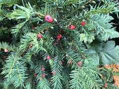 Taxus baccata