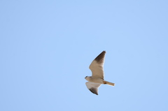 Elanus caeruleus caeruleus