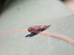 Cicadellidae