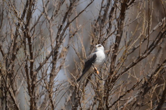 Elanus caeruleus caeruleus