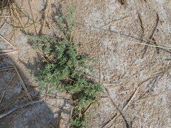 Suaeda prostrata