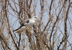 Elanus caeruleus caeruleus