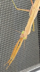 Tenodera sinensis