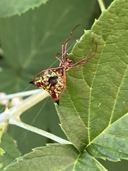 Micrathena sagittata