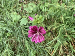 Malva sylvestris mauritiana