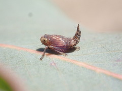 Cicadellidae