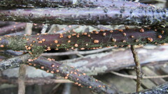 Nectria cinnabarina