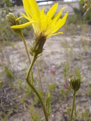 Hieracium narymense
