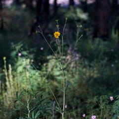 Hymenothrix dissecta