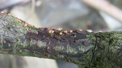 Nectria cinnabarina