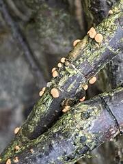 Nectria cinnabarina