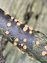 Nectria cinnabarina
