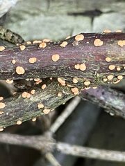 Nectria cinnabarina