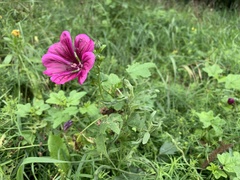 Malva sylvestris mauritiana