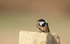 Hirundo albigularis