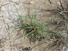 Suaeda prostrata