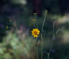 Hymenothrix dissecta