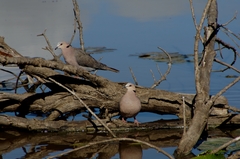 Streptopelia semitorquata