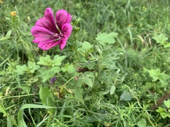 Malva sylvestris mauritiana