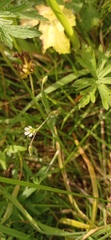 Cerastium fontanum