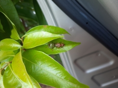 Oecophylla smaragdina