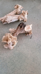 Helvella