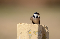 Hirundo albigularis