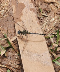 Diplacodes trivialis