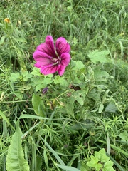 Malva sylvestris mauritiana