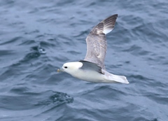 Fulmarus glacialis