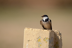 Hirundo albigularis