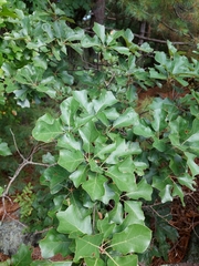 Quercus ilicifolia