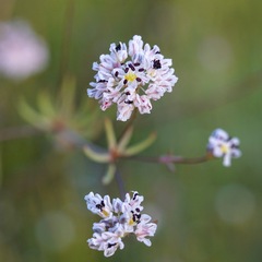 Eriogonum pharnaceoides