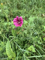 Malva sylvestris mauritiana