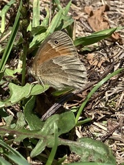 Coenonympha california