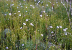 Eriogonum pharnaceoides