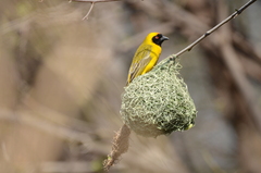 Ploceus velatus