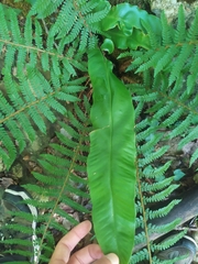 Asplenium scolopendrium scolopendrium