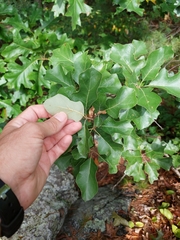 Quercus ilicifolia