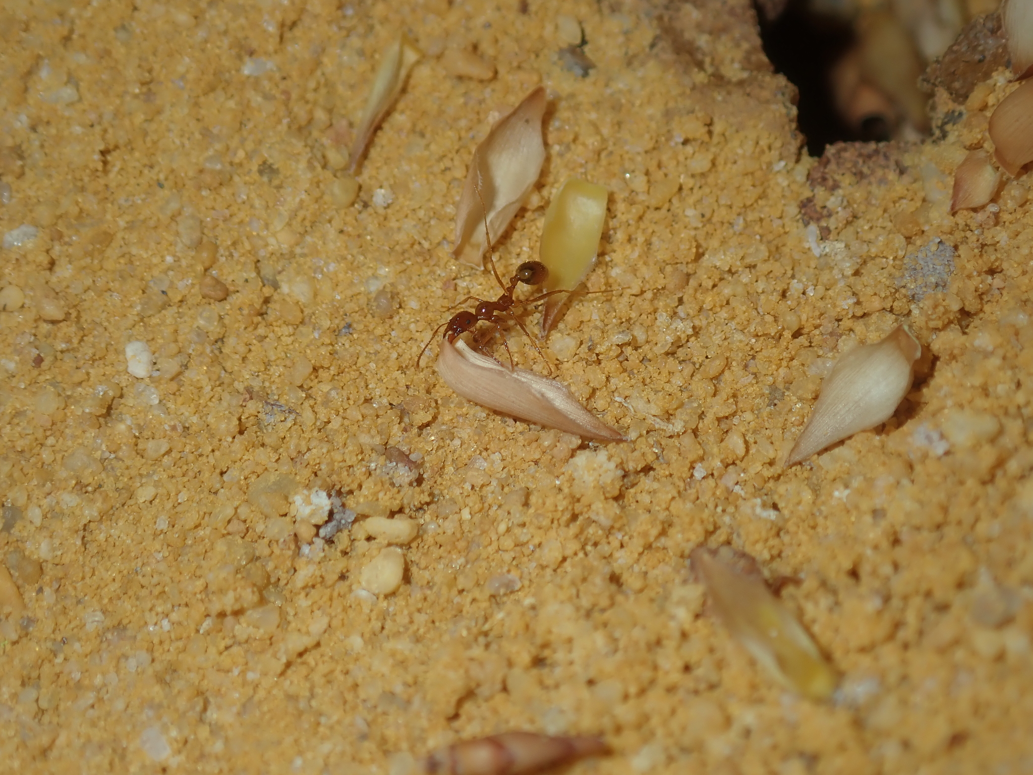 Aphaenogaster poultoni